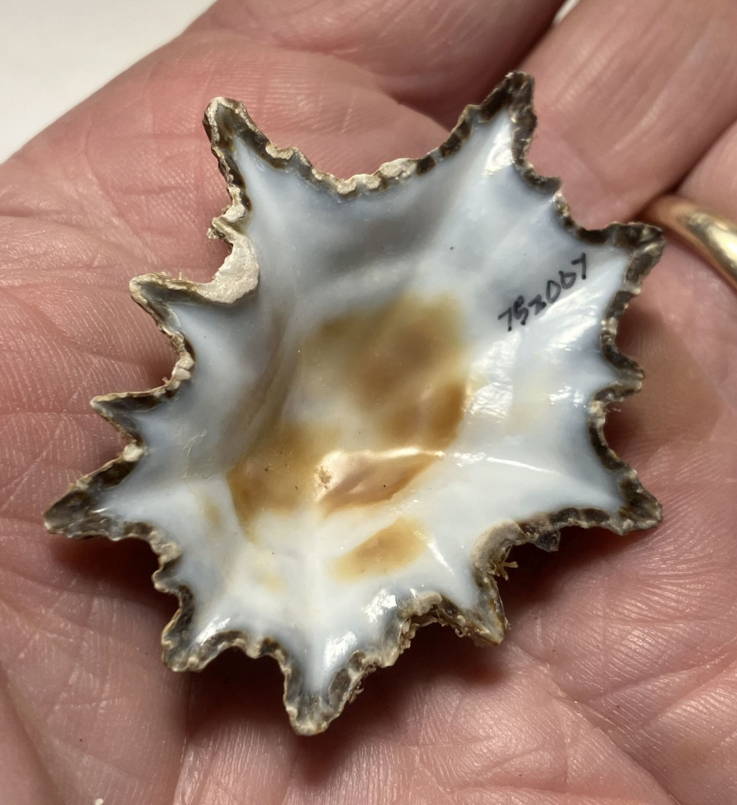 Limpets. 3 species. Diadora sp., Patella sp., Megathura crenulata. Great Shape