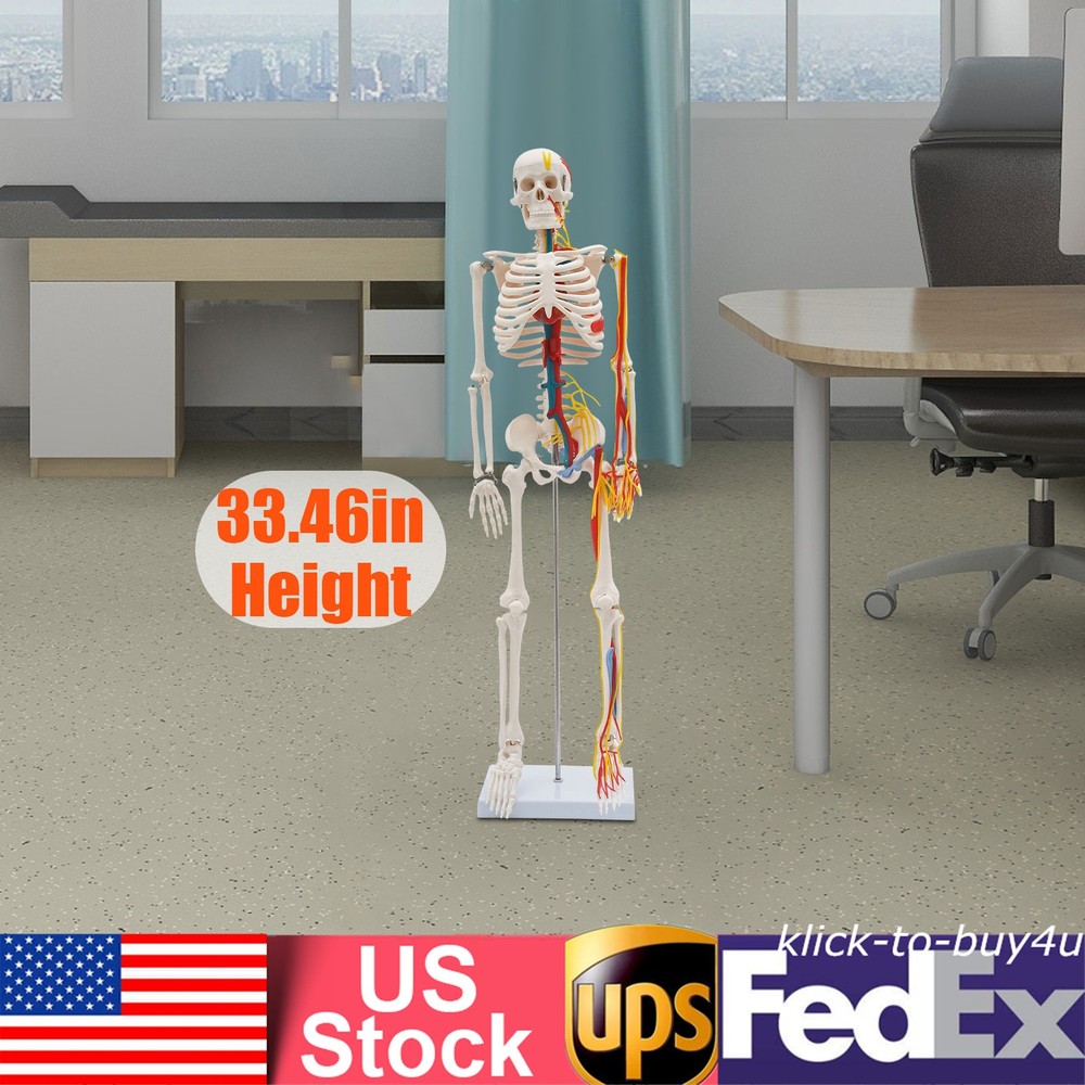 Human Skeleton Model PVC Skeleton Model For Medical Classrooms, Laboratories