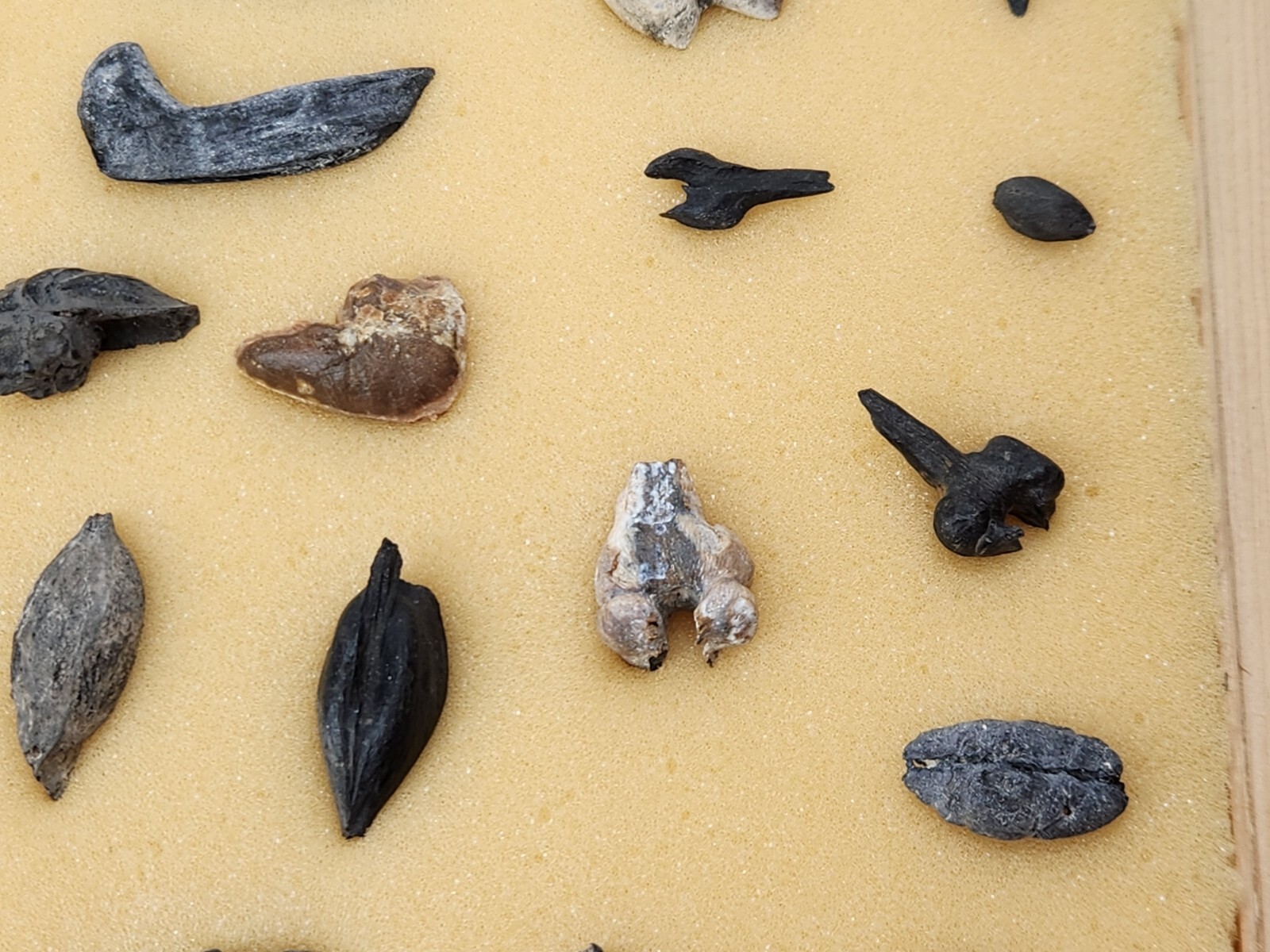 Fish Swim Bladder Fossil - Florida - 1 Per Purchase