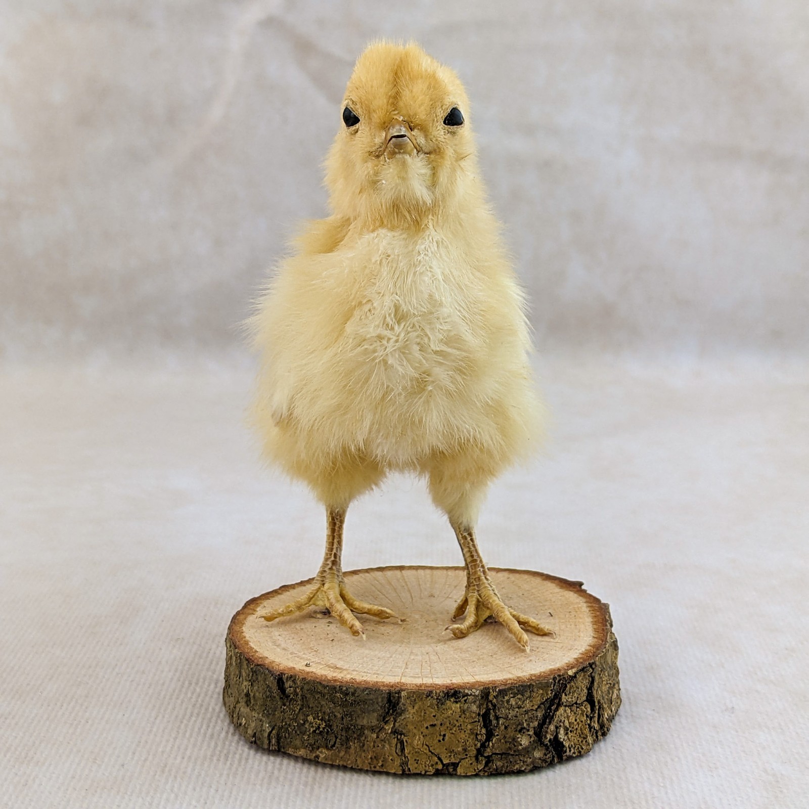 BABY Chick Chicken standing w/ wood base real taxidermy Curiosities oddity gift