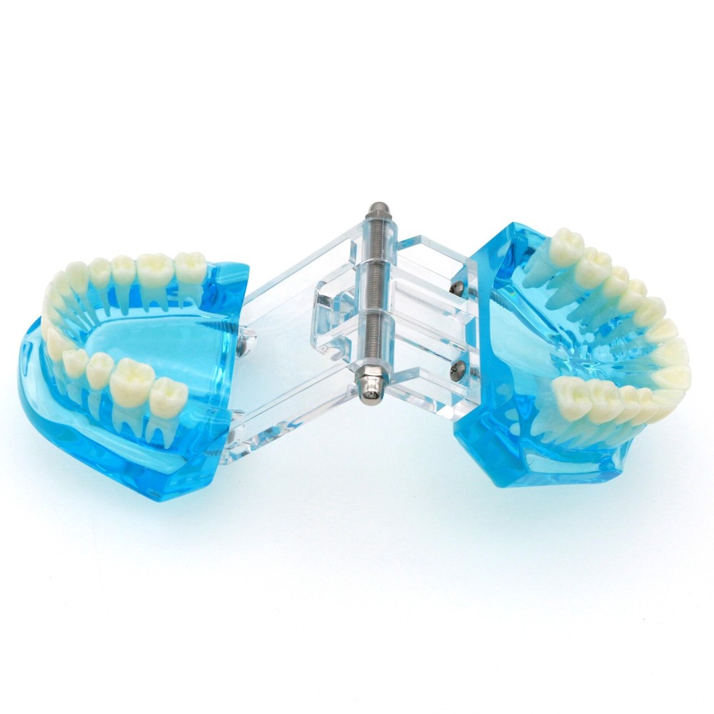 Dental Practice Ortho Typodont Teeth Model for Brushing Standard Teeth Model
