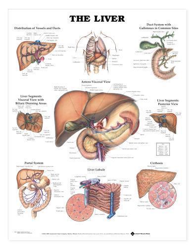 The Liver Chart/Charts/Models Anatomical
