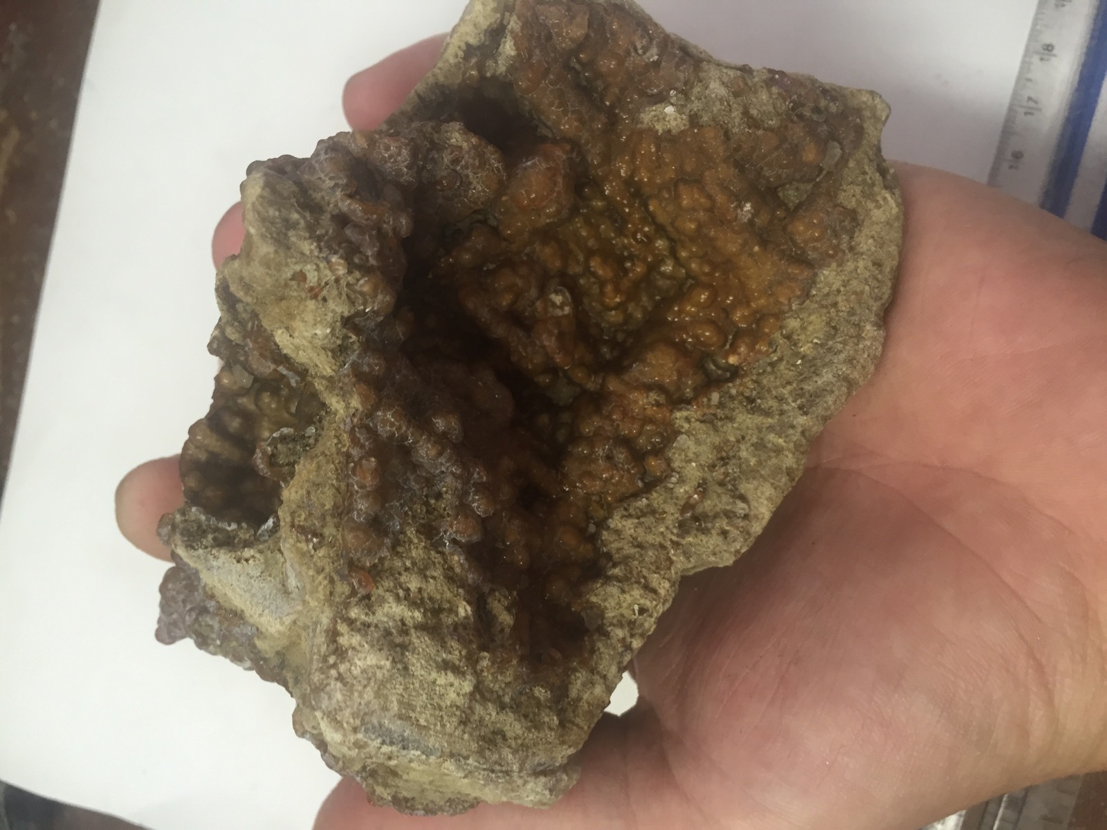 Big 1lb Fossilized Coral Botryoidal Specimen Peace River FL