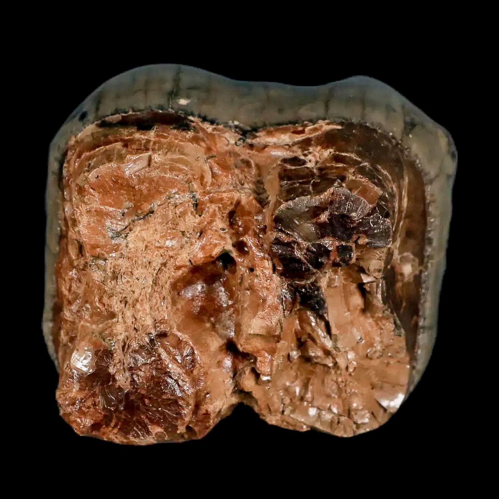 2.2" Rare Deinotherium Giganteum Fossil Tooth Miocene Deinothere Gracanica