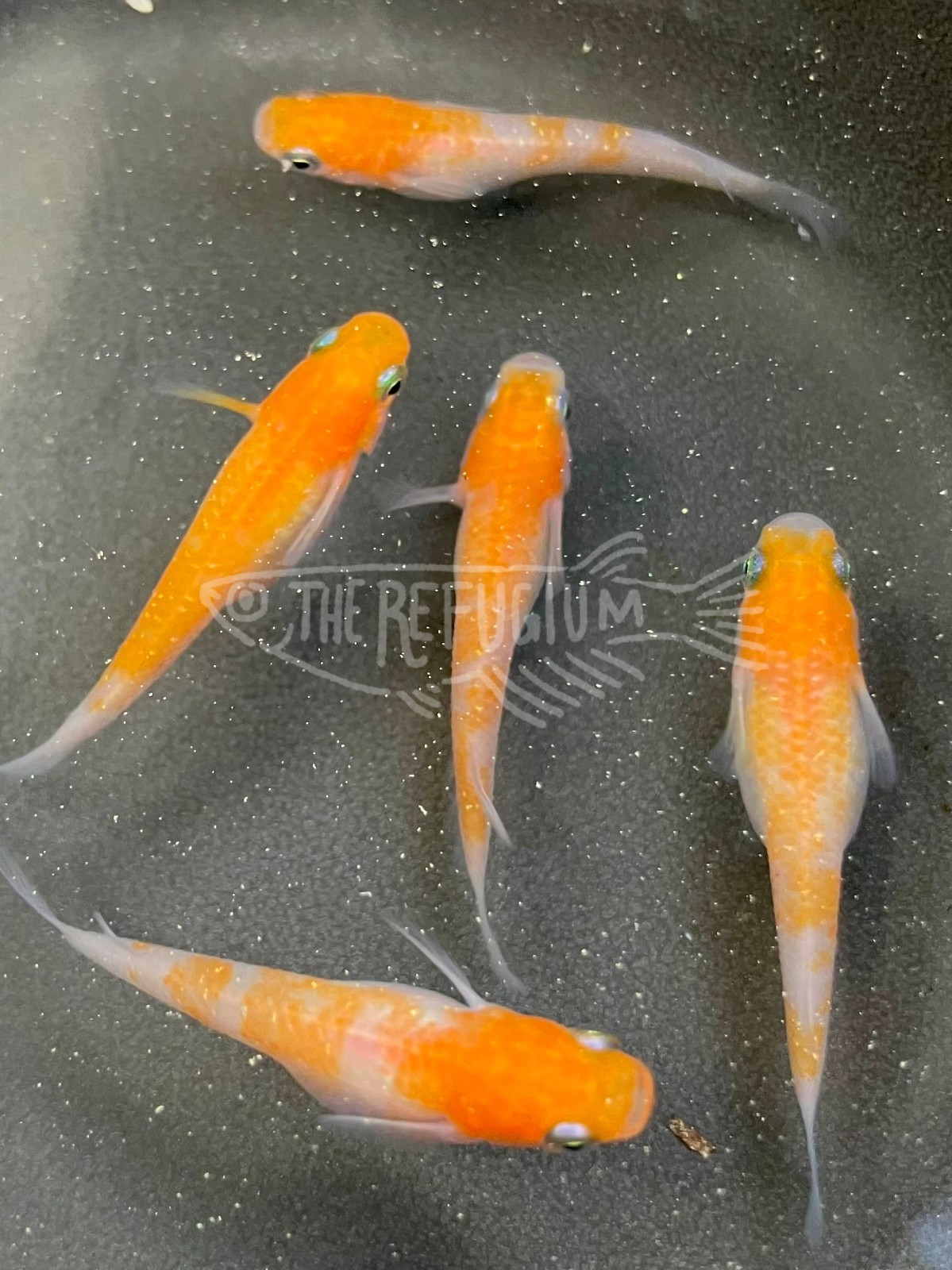 10+ fertilized hatching eggs komachi glitter lamé medaka ricefish