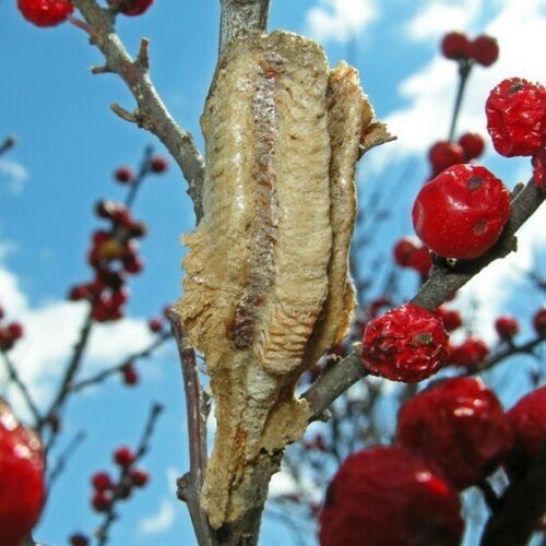 5 Freshly Harvested Carolina Praying Mantis Egg Cases Fresh Picked 2026 season.