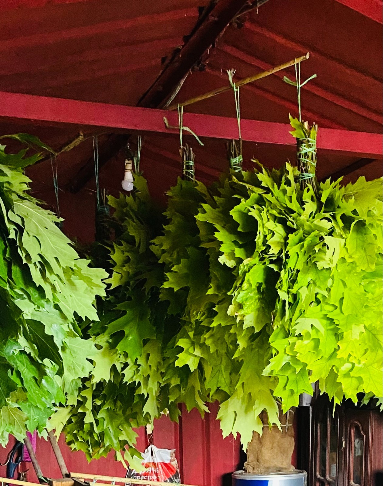 12 Oak brooms sauna banya venik Eiche whisks eco 2025 Ukrainian