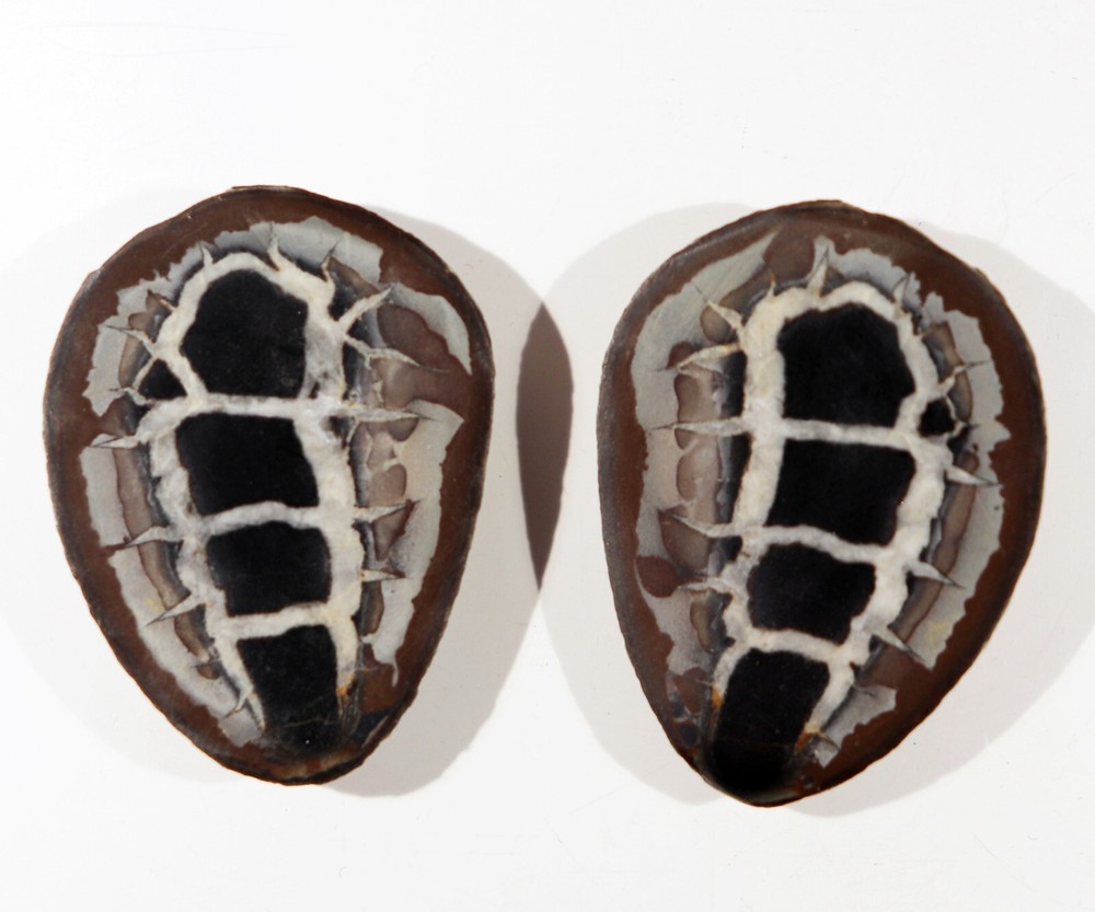 Funny!  Septarian Nodule Halves  from Morocco (SEP52)