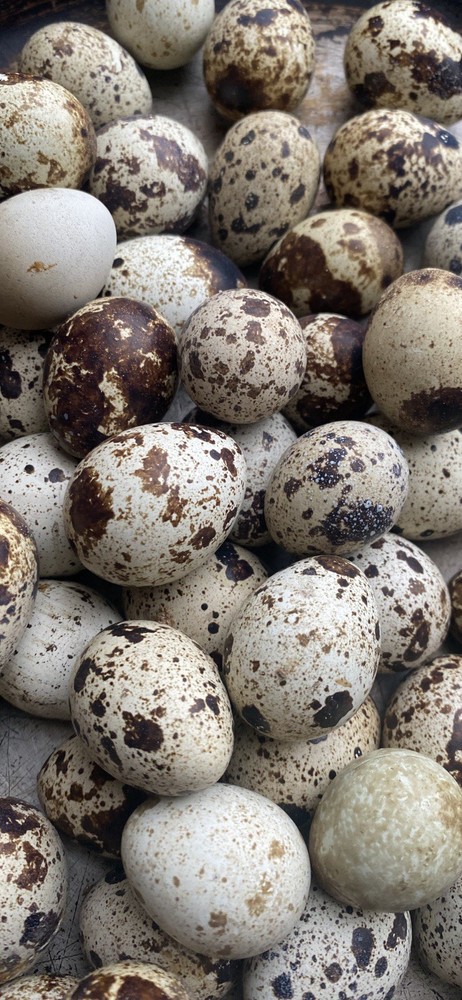 Quail Hatching Eggs with Natural Speckled Shells