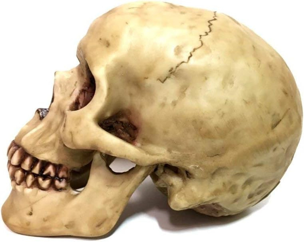 Realistic Human Skull Statue Polyresin Halloween Gothic Table Home Decor