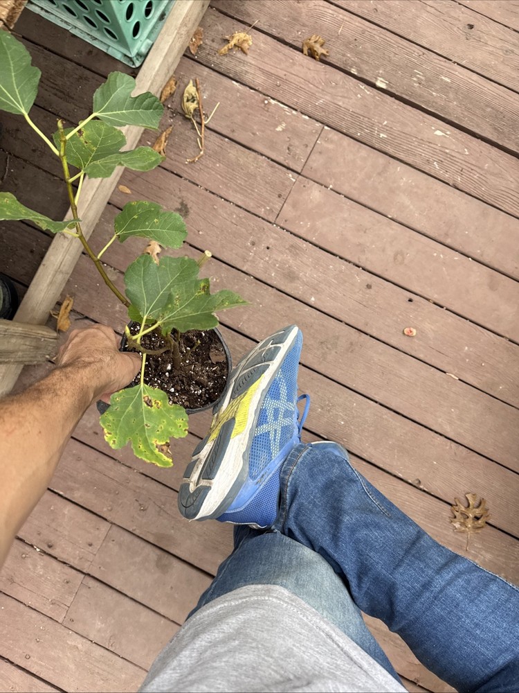 Kadota Fig tree