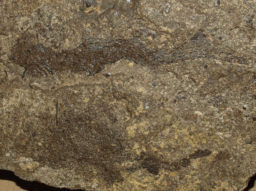 PAIR Paleozoic "Spiny sharks" -Acanthodes lopatini