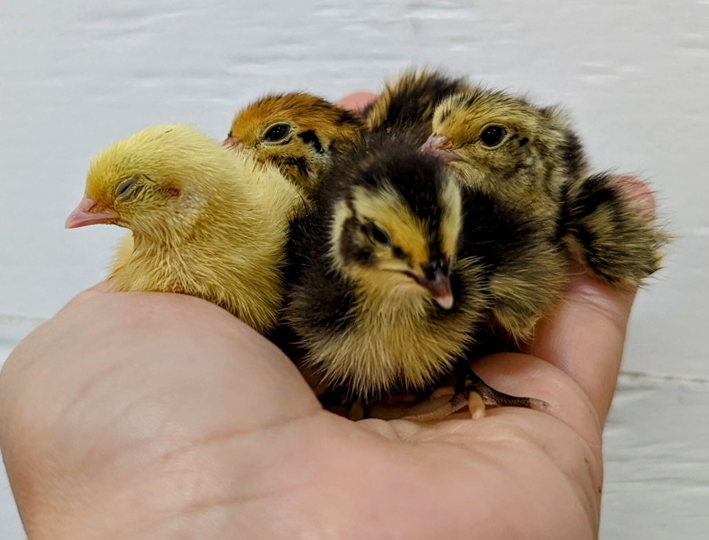 300+extras Coturnix Quail Variety Pack Hatching Eggs NPIP Flock