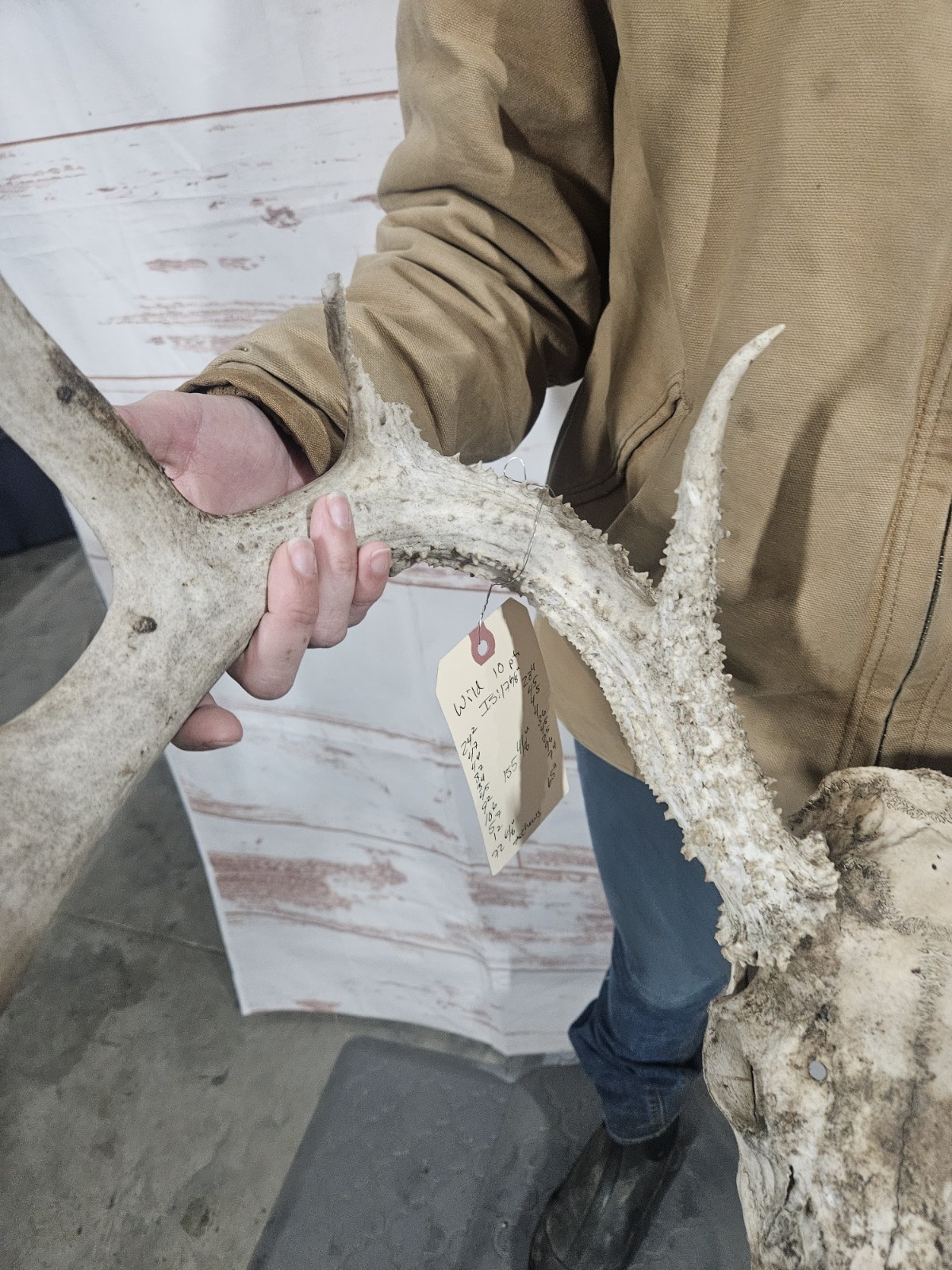 Wild 10 Point Whitetail Deer Antler Rack Horn European Skull Mount Man Cave 155"