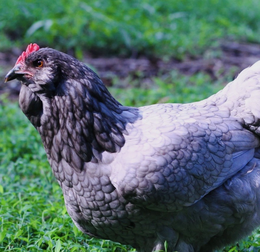 Easter Egger 12+ hatching eggs