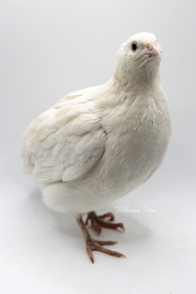 72 Coturnix Quail Hatching Eggs