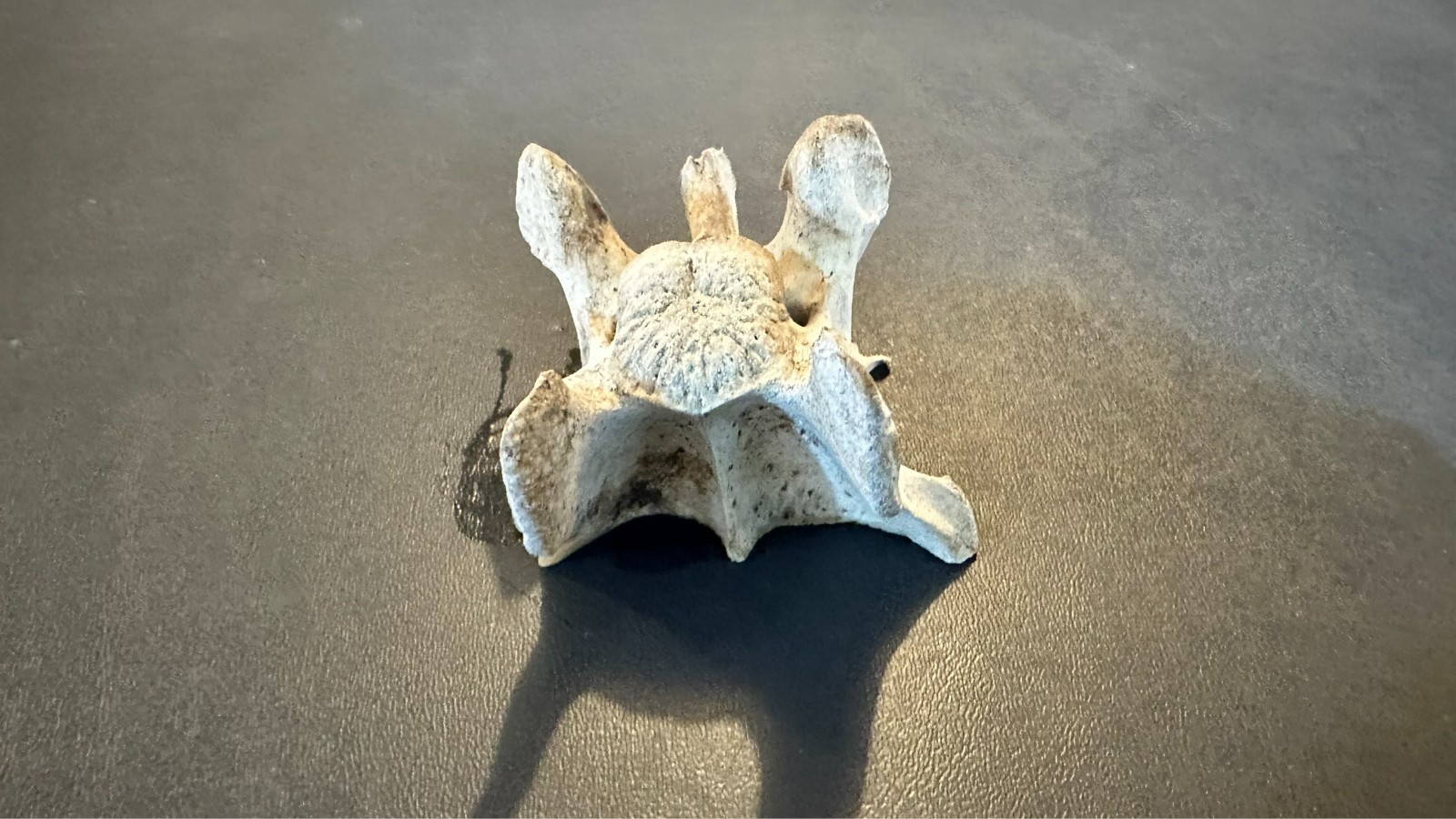 Large Animal Mammal Deer Vertebrae Smiling Bone Arts Crafts Spine Fossil