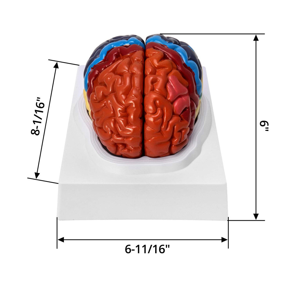 Life Size Human Brain Model 2 Part Color Coded Anatomy Study PVC with Base Class