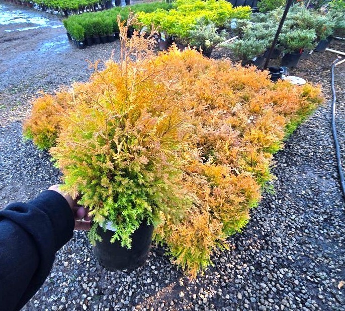 Fire Chief™ Globe Arborvitae ( Thuja ) - Live Plant - ( 2.5 QT )
