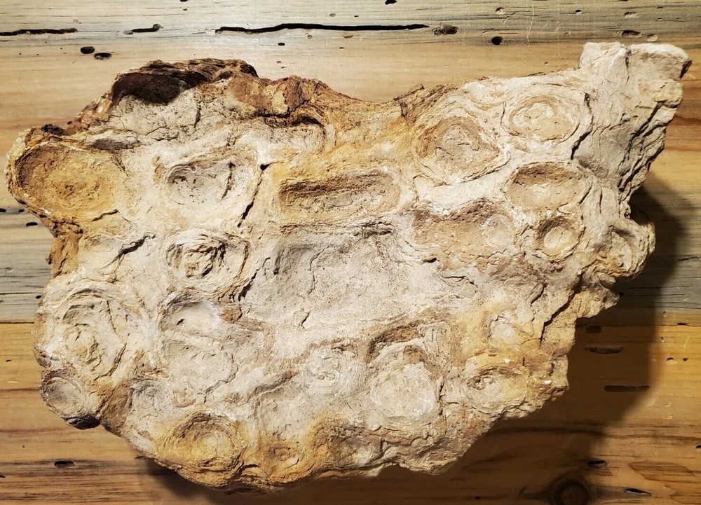 Fossil Coprolite 25lbs Dinosaur Dung Poop