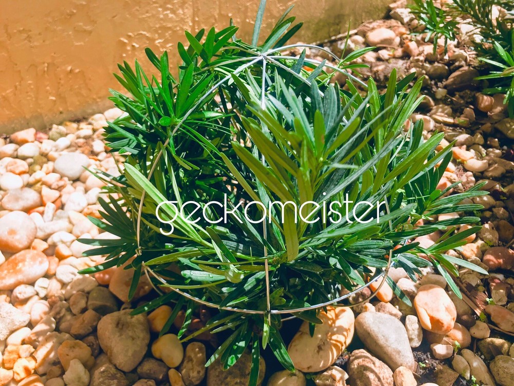 10" Topiary Ball Wire Frame Design - Custom/Unique