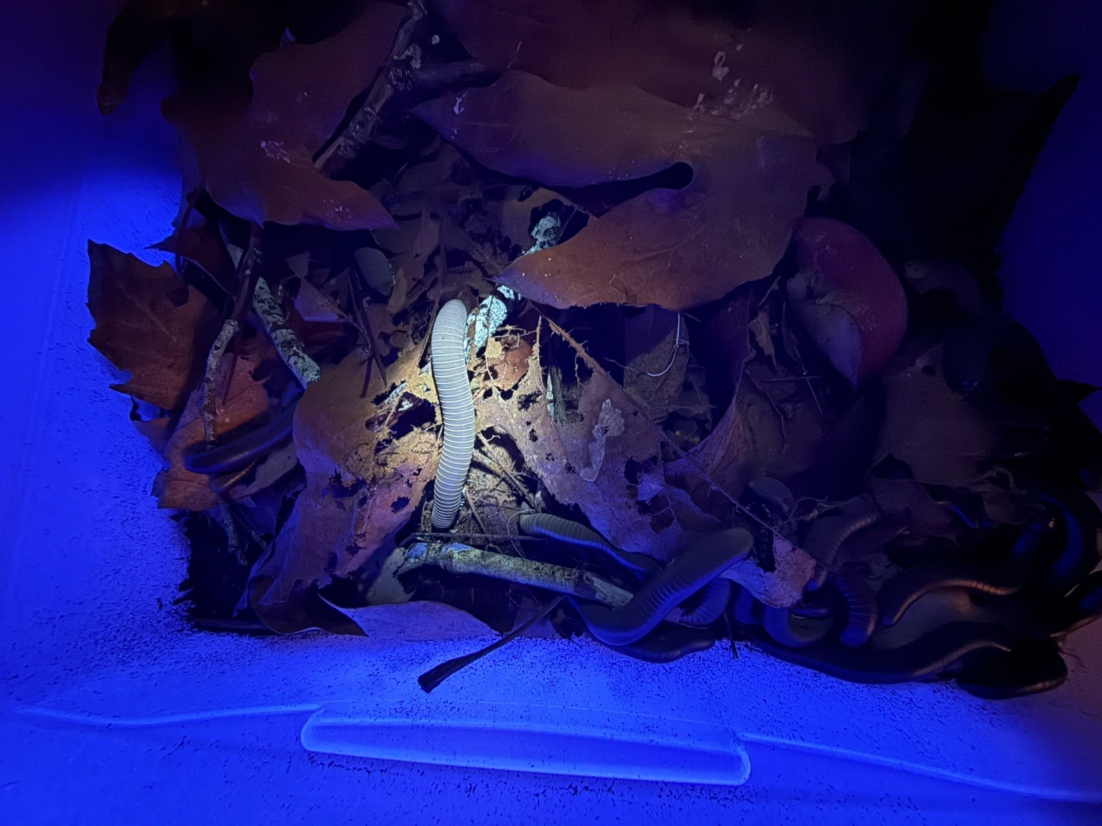 UV REACTIVE Hiltonius Pulchrus Millipede 5 Compost Classroom Pet Millipede Only