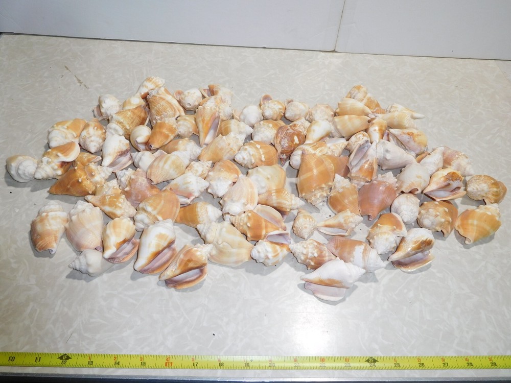 86 Florida Fighting Conches Conchs Seashells ~ 8.25 pounds from 1960's