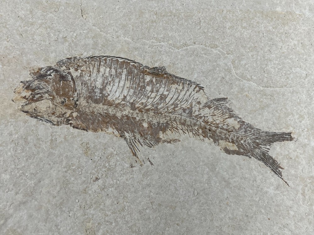 Fossil Fish Green River Formation Kemmerer Wyoming