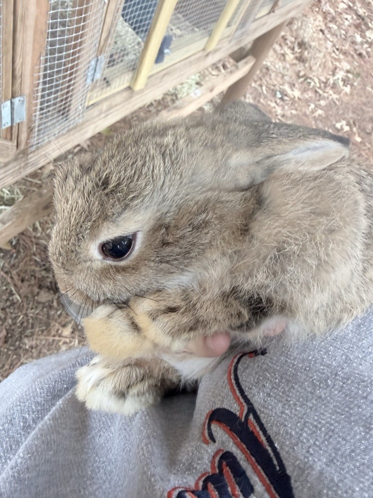 🐇 BUNNIES FOR SALE🐇