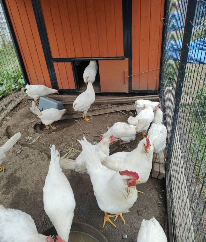 12+ Purebred White Leghorn Chicken Hatching Eggs