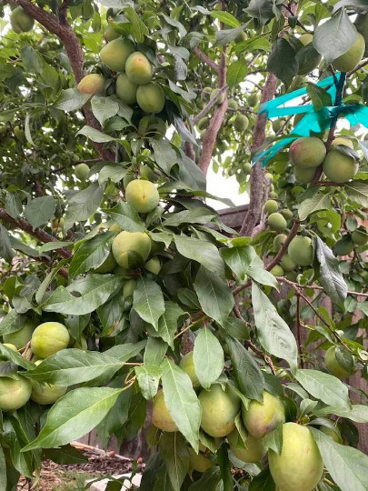 Pluot x Pluerry scions triple pack