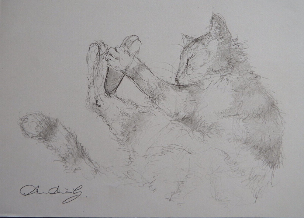 Pencil drawing cat curled sleeping