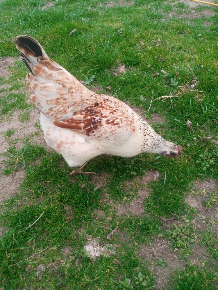 6+ Mosaic Hatching Eggs