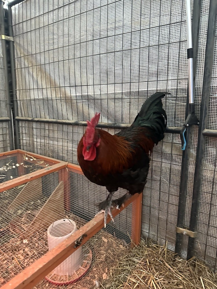 12 Assorted Hatching Eggs, EASTER EGGER, BCM, LAVENDER ORPINGTON, ETC.