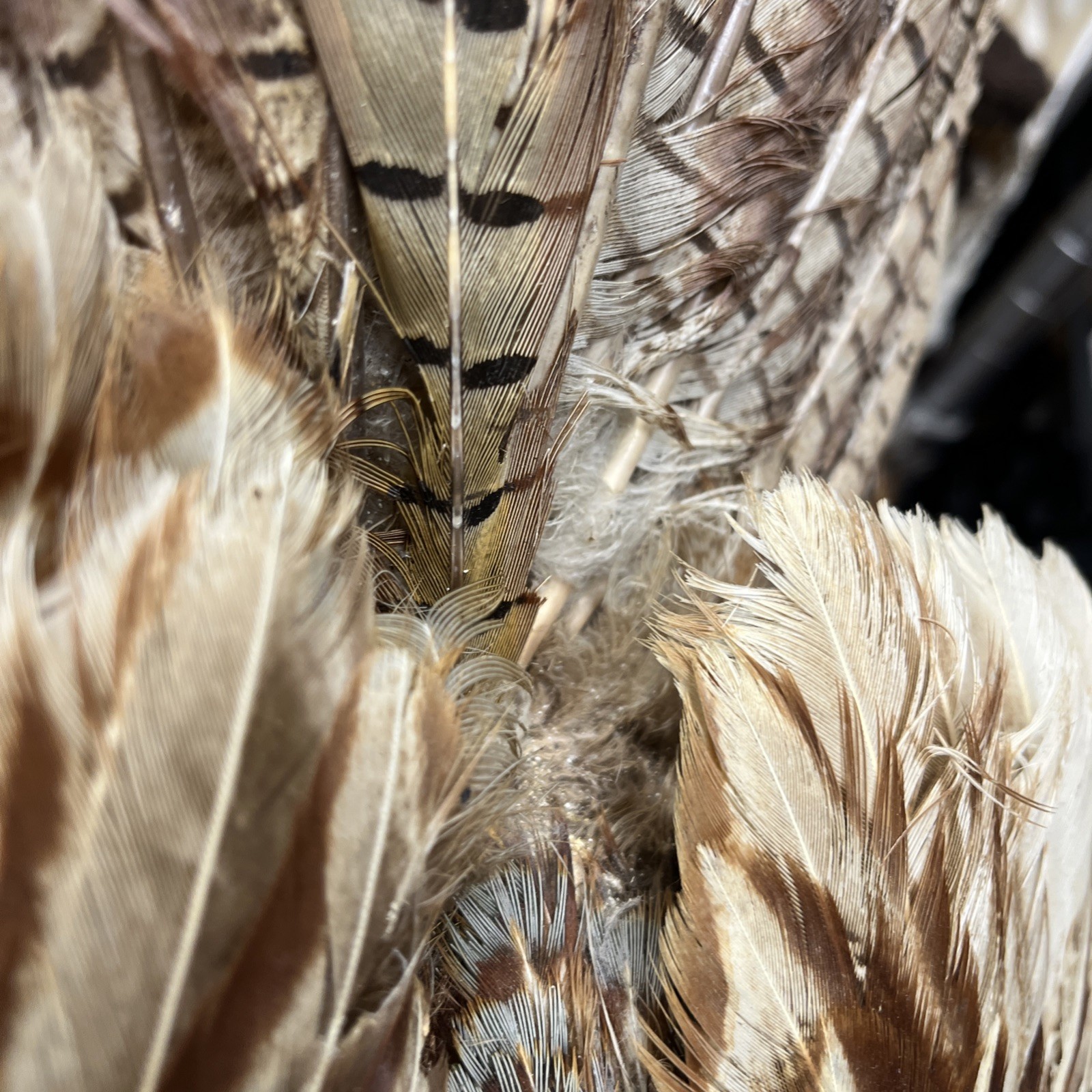 VINTAGE TAXIDERMY RING-NECKED FULL PHEASANT WALL MOUNT 24” CABIN HUNTING