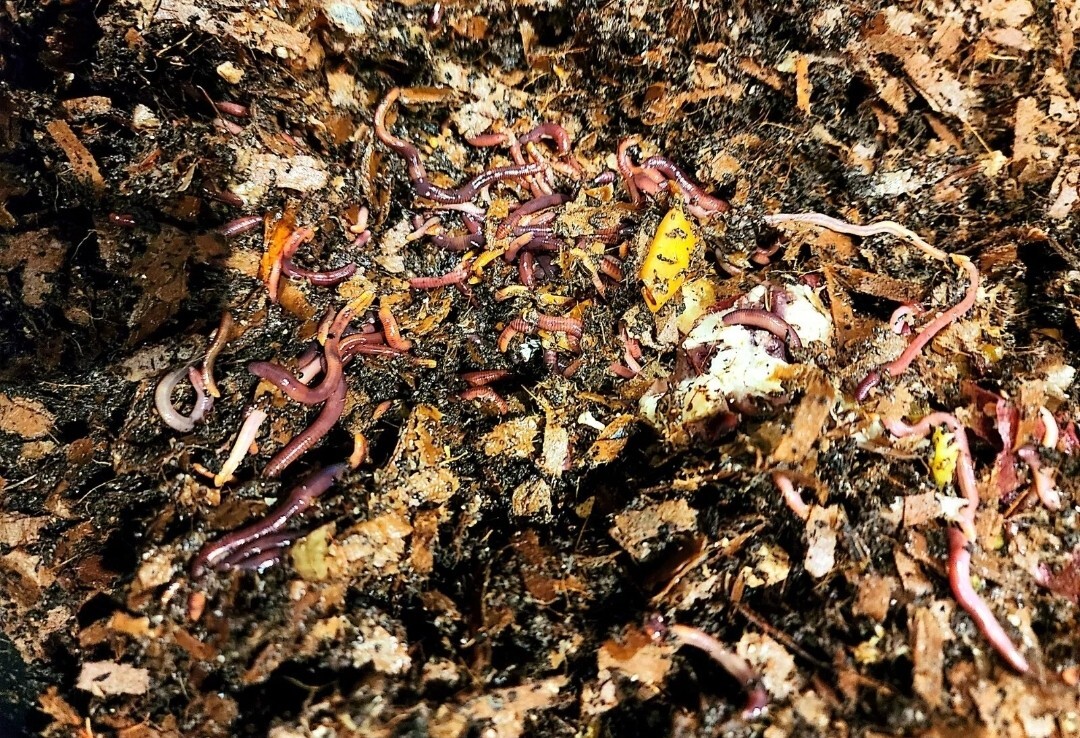 1 Lbs PURE RED WIGGLER Compost Worm /FREE SHPG/Weather Determines SHPG