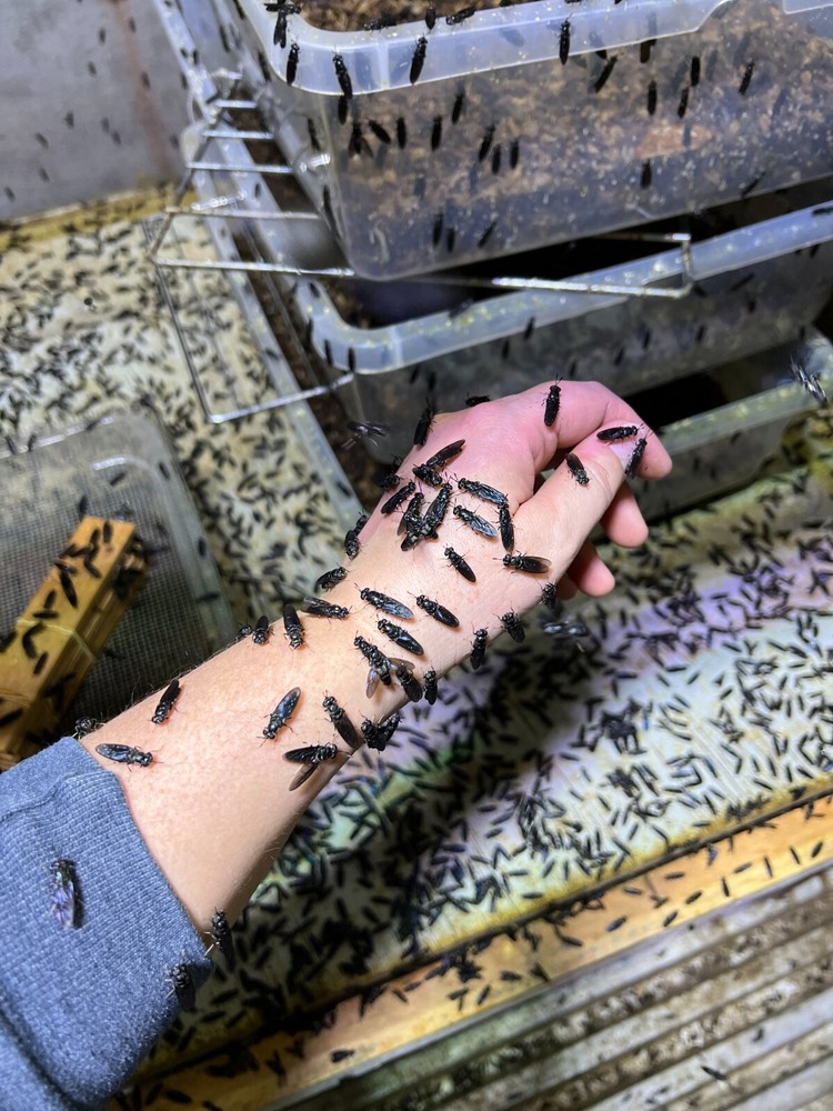 Black Soldier Fly Larvae PREPUPAE