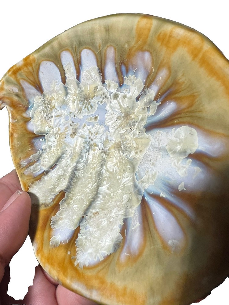 oyster abalone Trinket dish