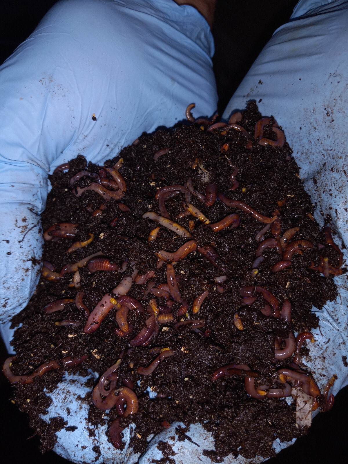 (Terry’s) Red Wiggler Composting Worms, - Manure FREE! We are the Source!