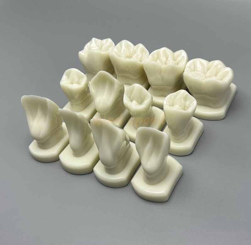 Dental Teeth Form Models OrthodonticTypodont Model For Lab Teaching Tooth Study