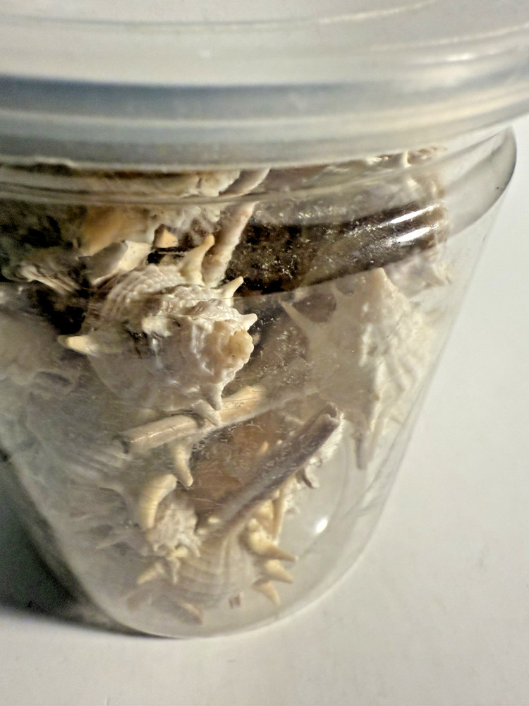 JAR ASSORTED SEA SHELLS