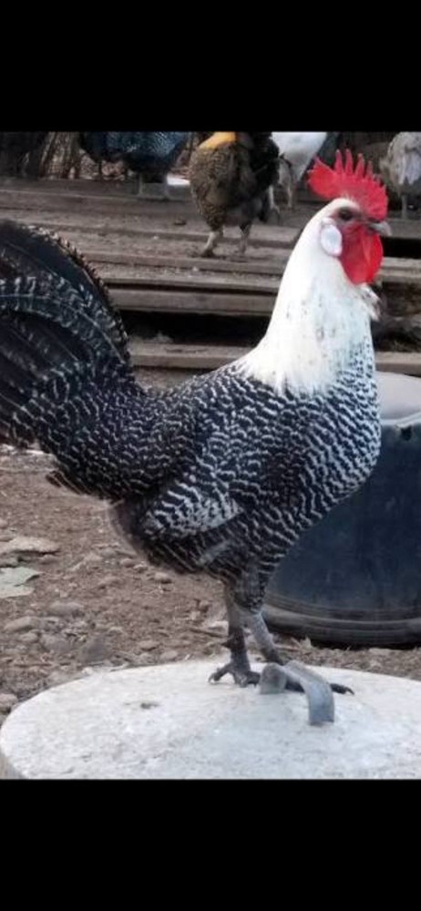 Silver Campine Hatching Eggs ~Super Rare~