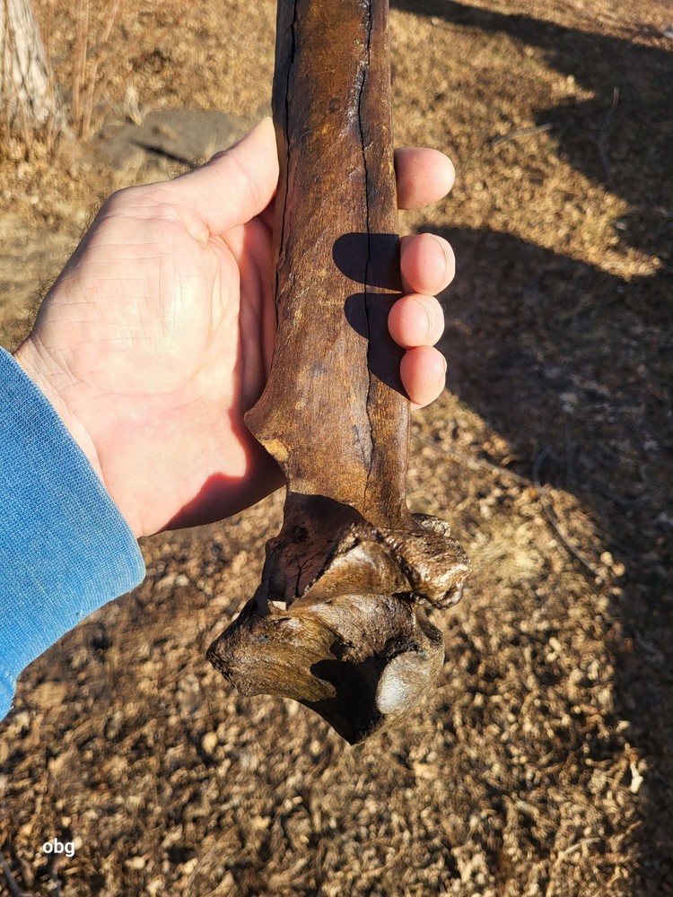 Historic Bison thoracic vertebra