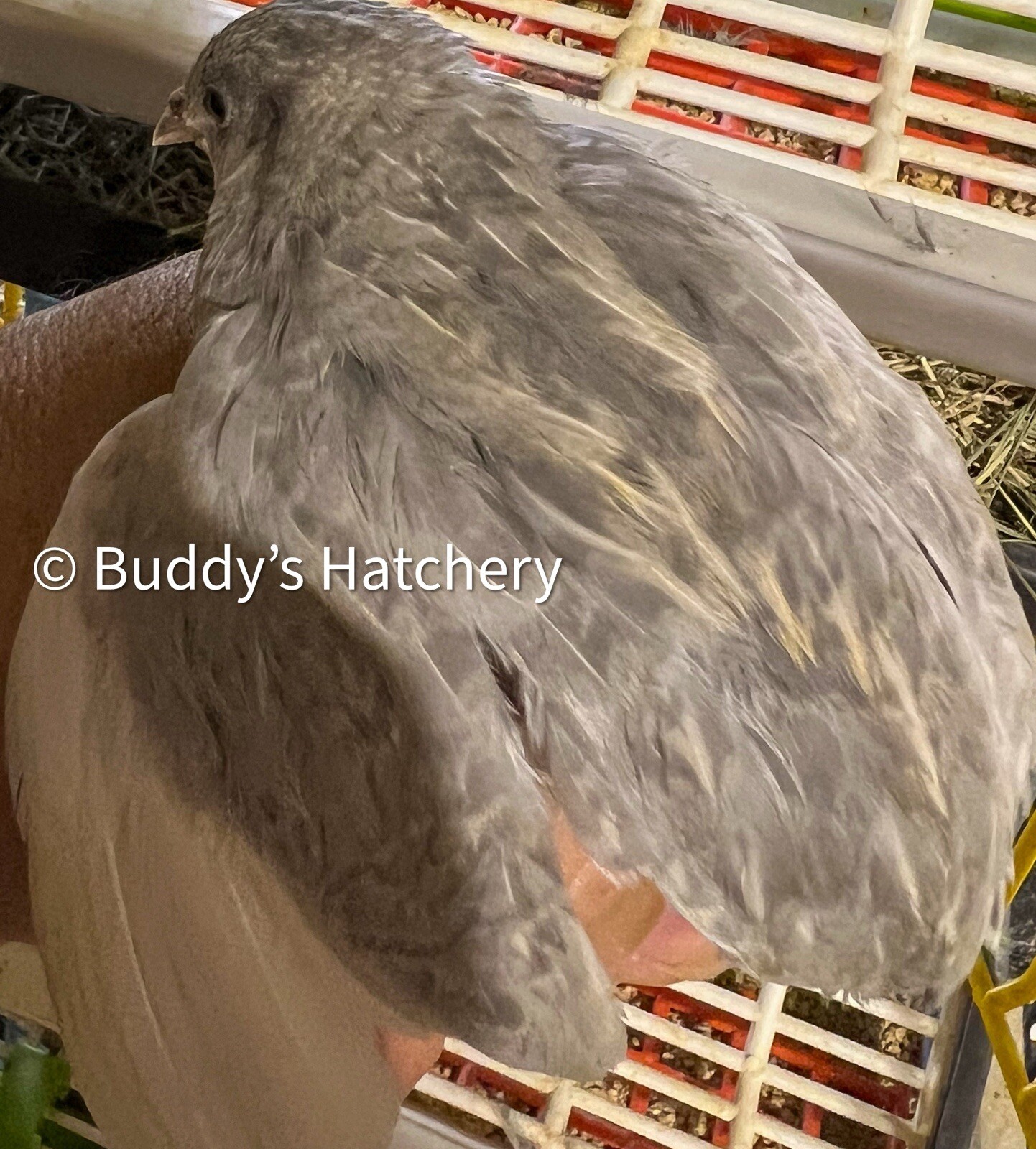 24 Button Quail Fertile Hatching Eggs Quail