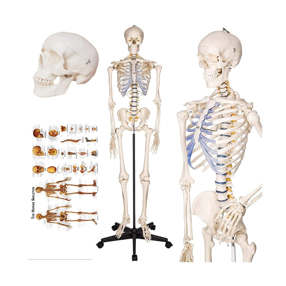 70.8" Life-Size Human Skeleton Model, Including Anatomical Skeleton Model + C...