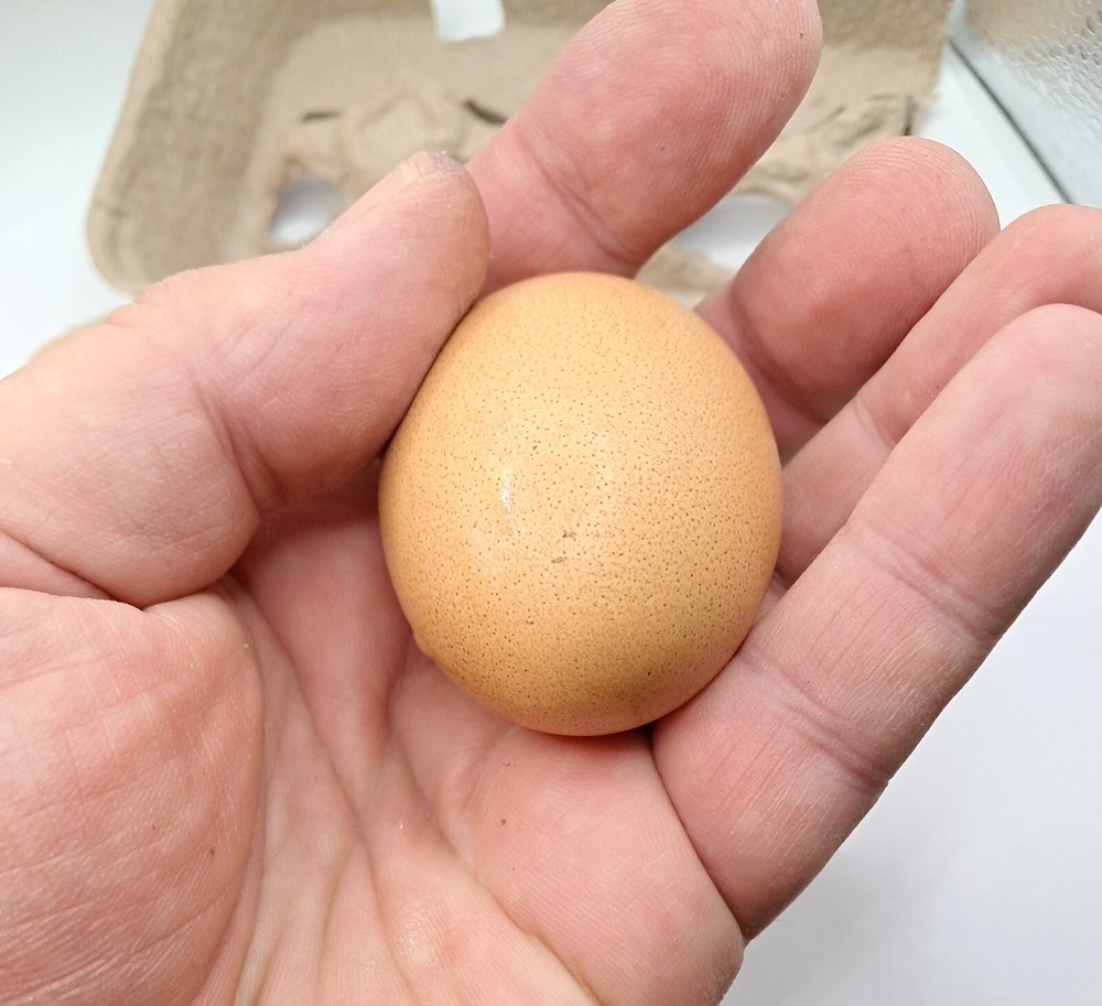 12 Mixed Heritage Pure Breed Hatching Eggs Pure Breeds NPIP Certified Five Acre