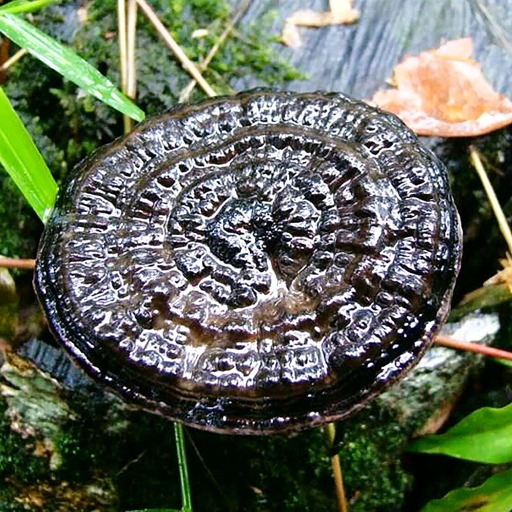 Ganoderma sinense Liquid Culture
