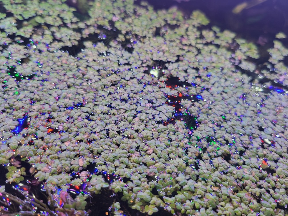 Duckweed