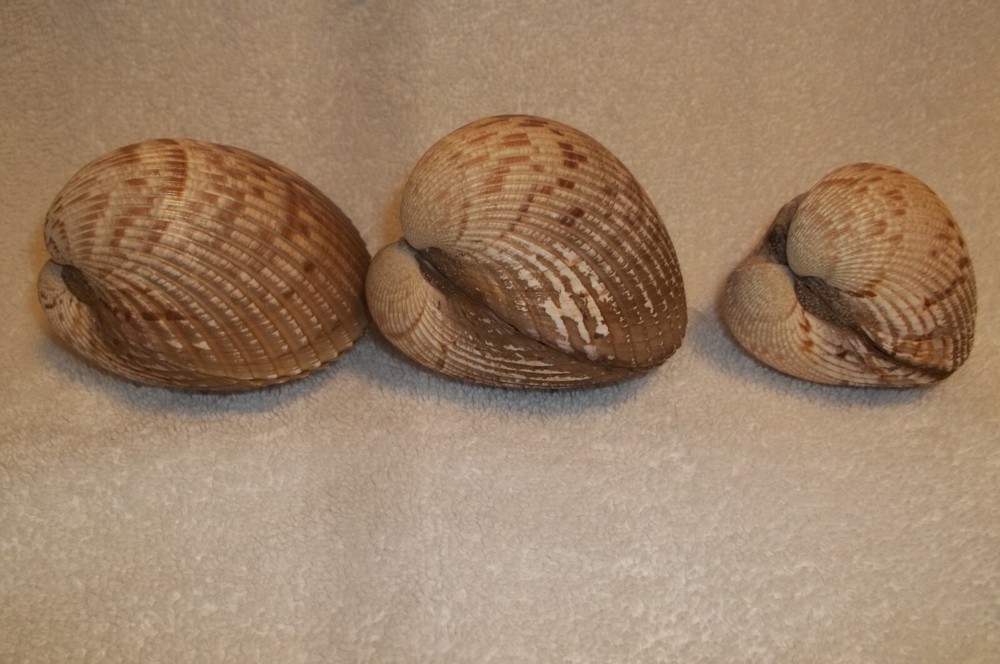 3 Large Cockle Clam Complete still closed Seashell Crafts