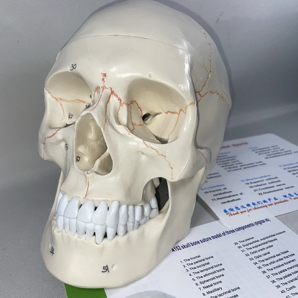 Human Skull Model Anatomical Teaching Skeleton Head Studying Life Size